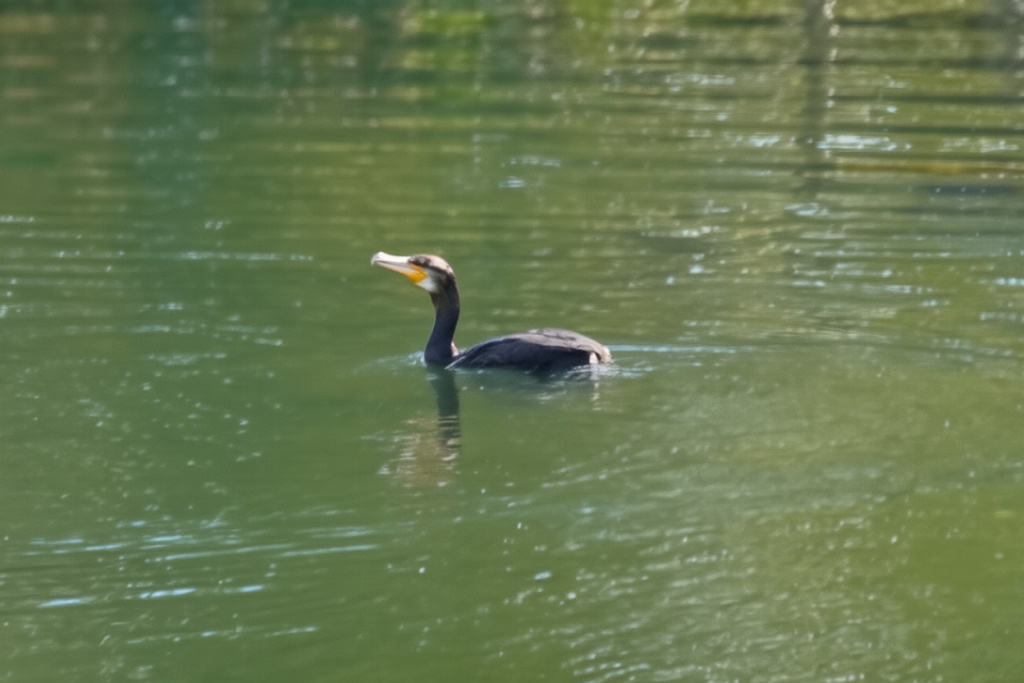 #АринаЛобанова