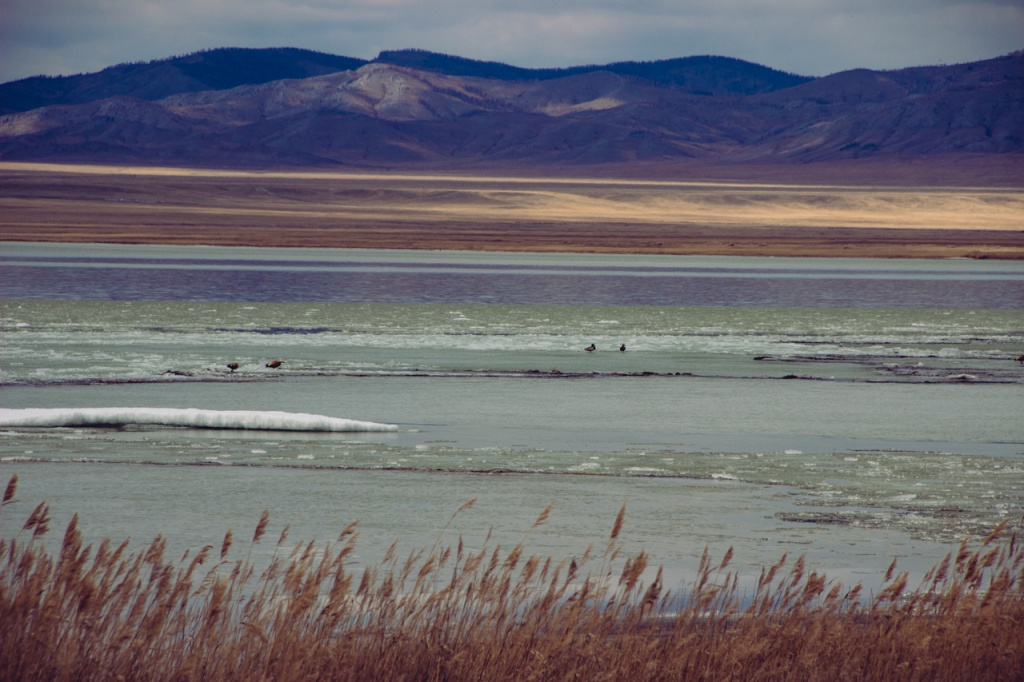 Фото предоставлено пресс-службой заповедника «Хакасский»