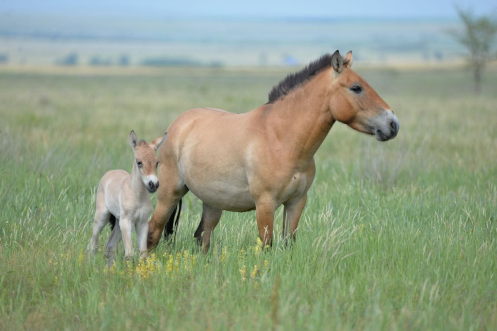 Фото предоставлено пресс-службой заповедника «Хакасский»