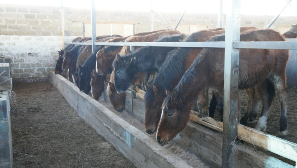 Фото автора, из личного архива фермера, сельхозуправления 